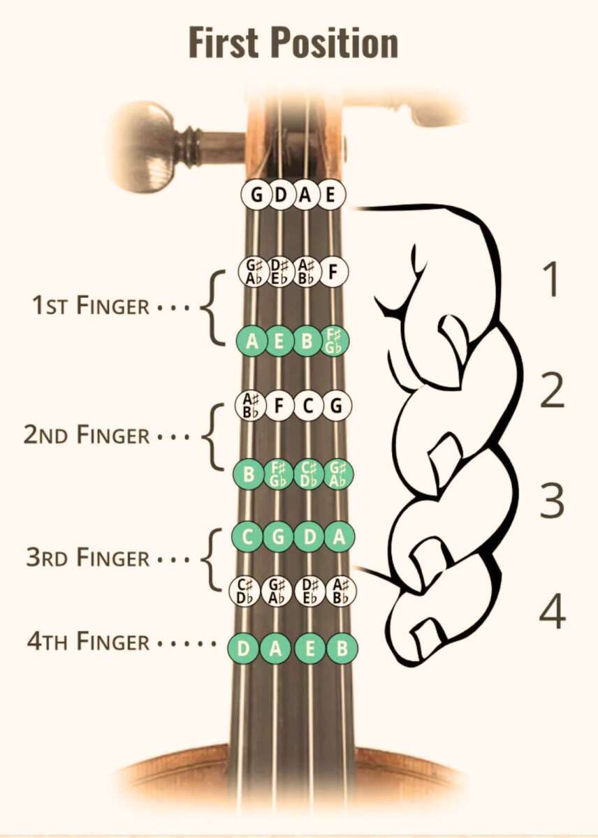 Which Strings Are Which On A Violin: Easy Guide